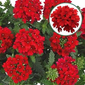 Afbeelding van Verbena P12 Dark Red